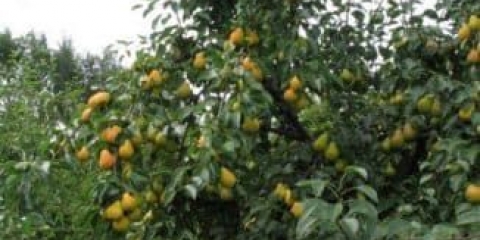 Koje sorte krušaka možete posaditi u vašoj bašti i kako se klasifikuju